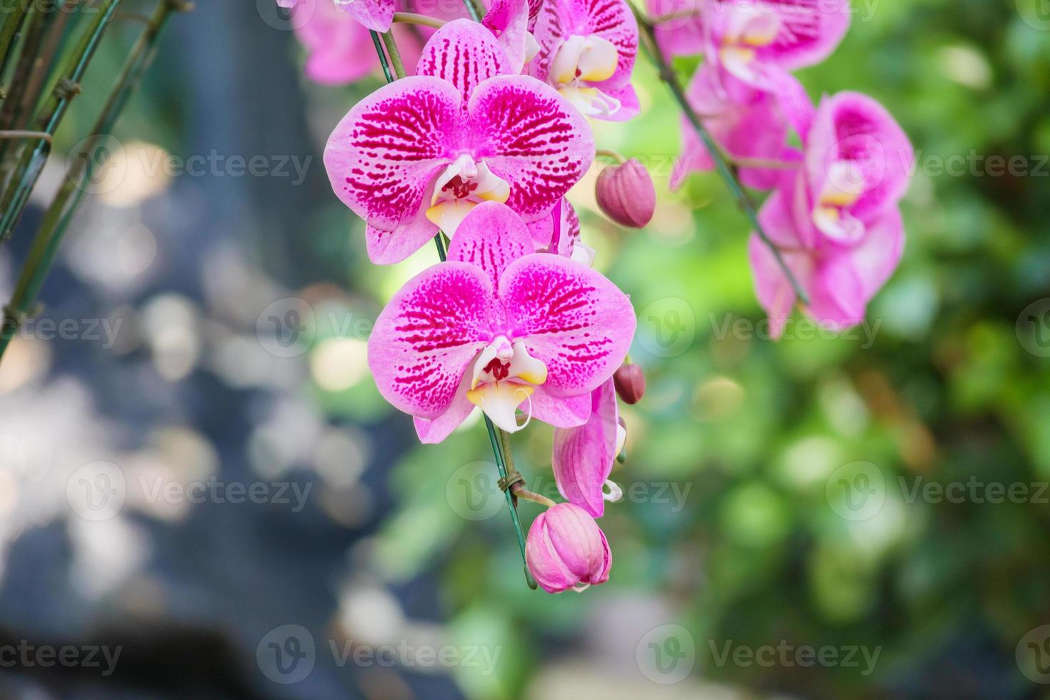 schöne Phalaenopsis-Orchideenblume, die im Blumenhintergrund des Gartens blüht foto