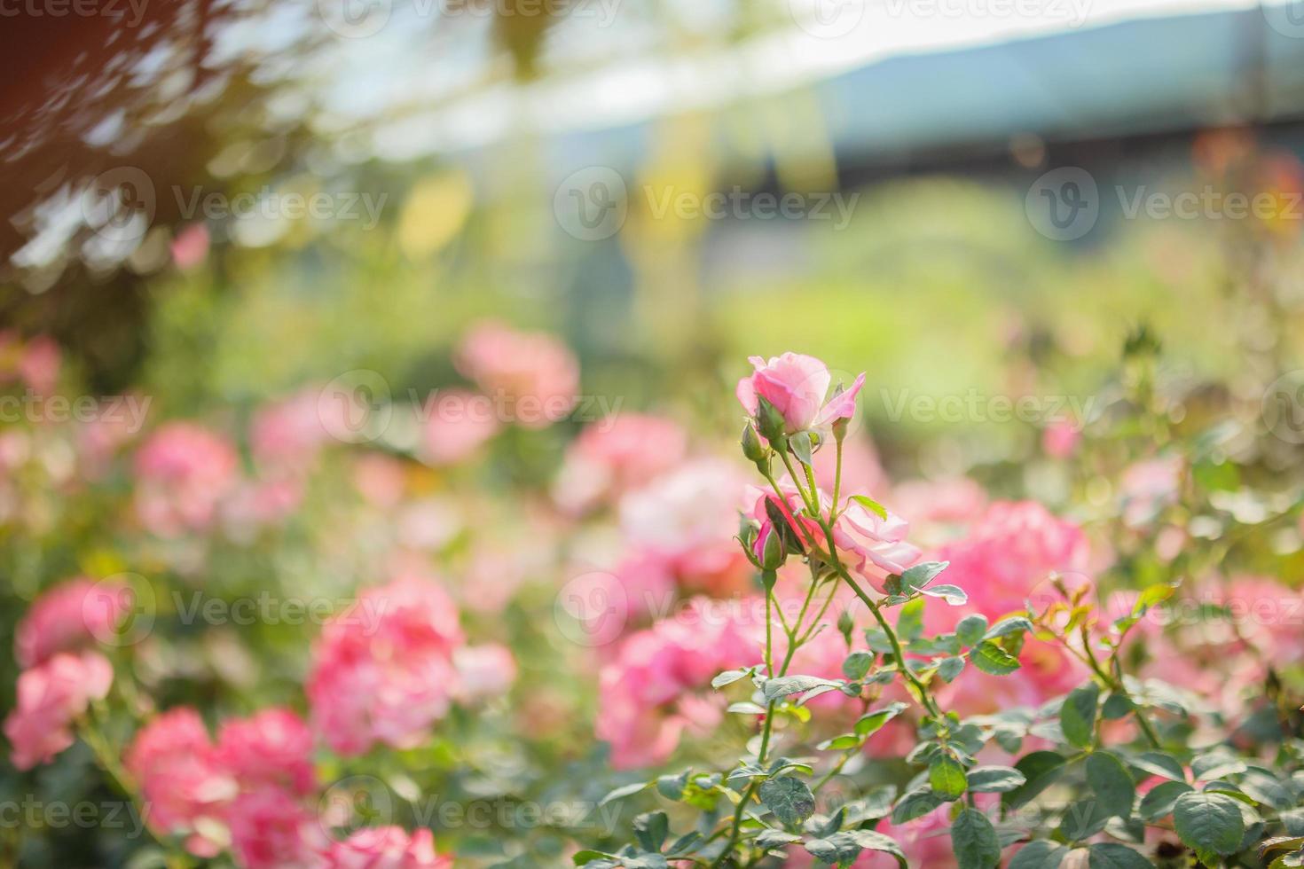 schöne rosa Rosen blühen im Garten foto