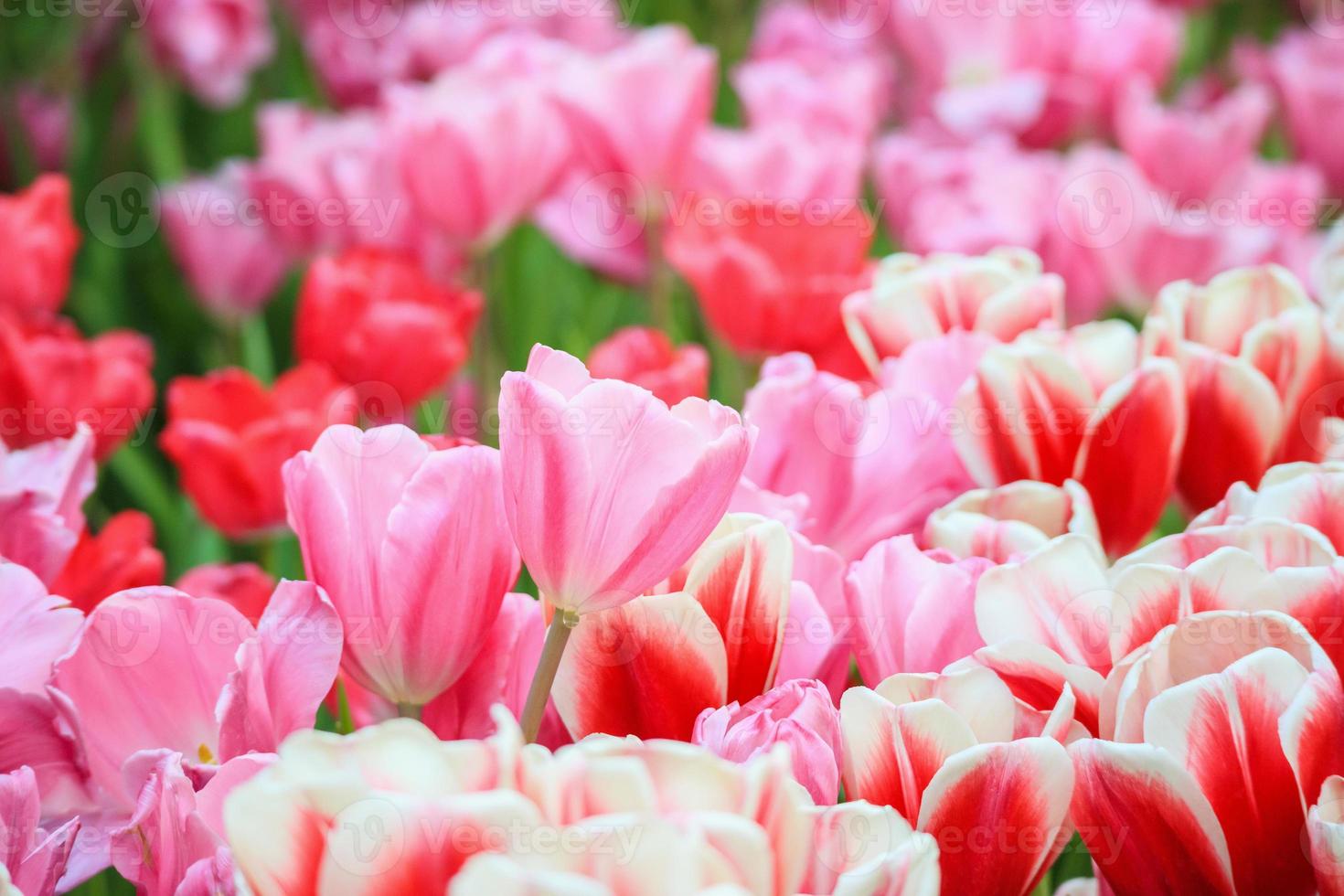 frische bunte tulpen blühen im garten foto