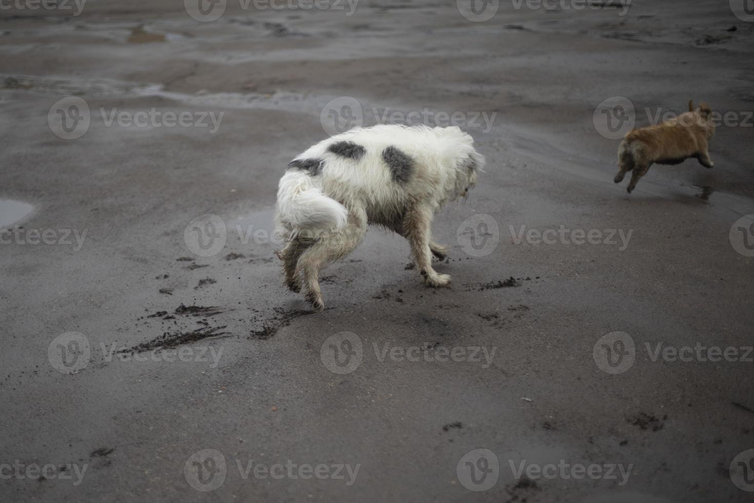 Hunde unterschiedlicher Größe. Hunde spielen auf der Straße. foto