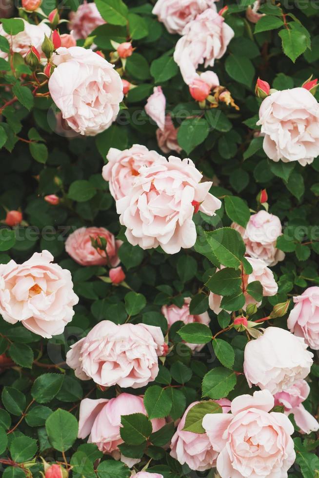 ein Busch mit vielen kleinen rosa Rosen, Nahaufnahme im Garten. Auf der Straße blühen rosafarbene Rosenbüsche. foto