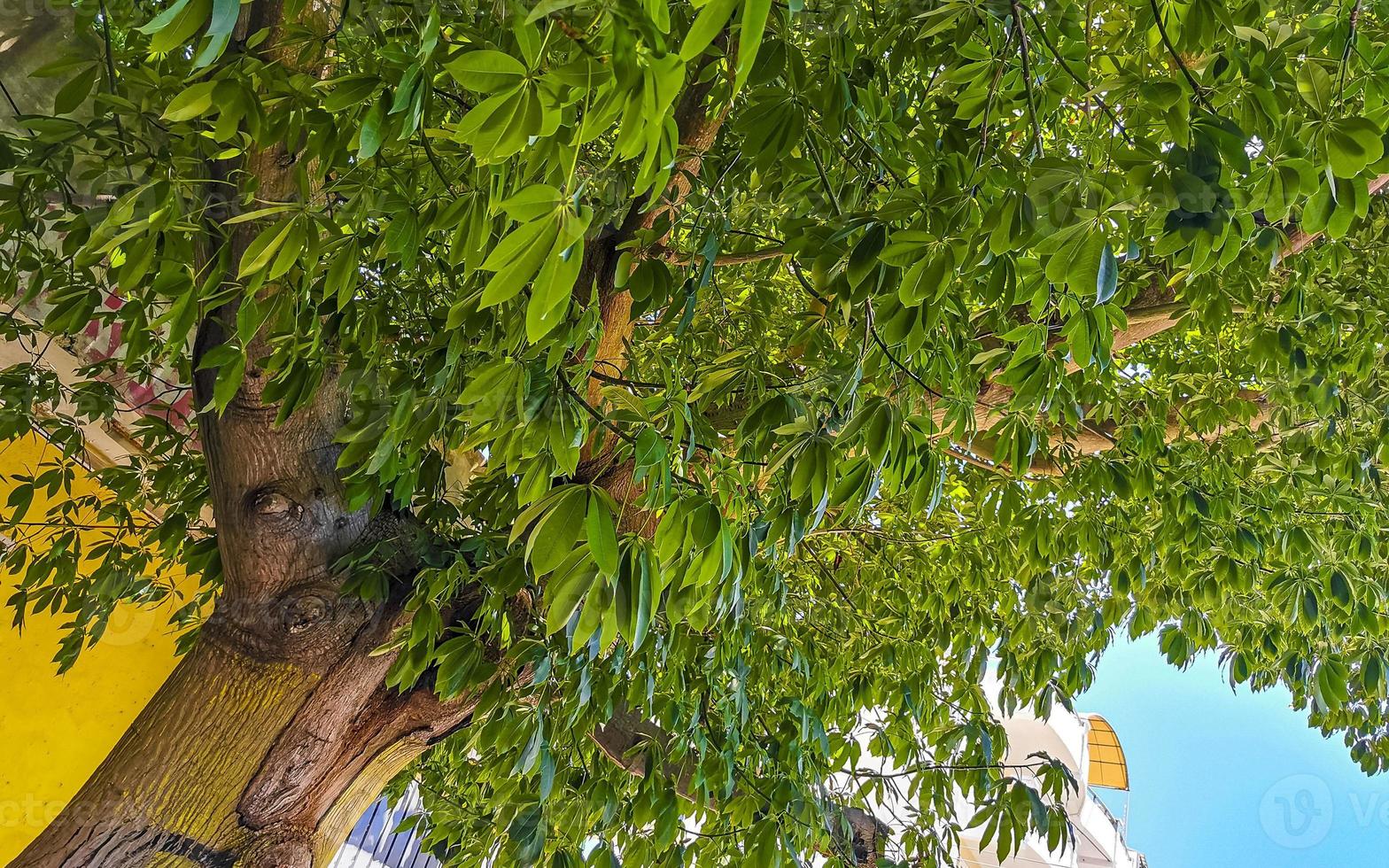 riesiger schöner kapokbaum ceiba baum mit spitzen in mexiko. foto