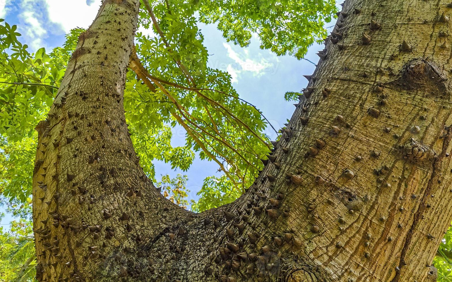 riesiger schöner kapokbaum ceiba baum mit spitzen in mexiko. foto