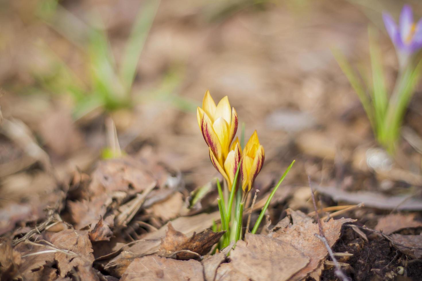 eine Gruppe der ersten Frühlingsblumen im Wald, weit geöffnete Blumenperlen auf einem braunen Boden ohne Gras, Safrankrokusse, die an einem sonnigen Vorfrühlingstag auf dem Boden wachsen foto
