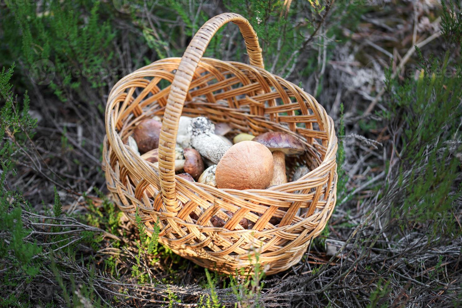 Pilzboletus im Weidenkorb. foto