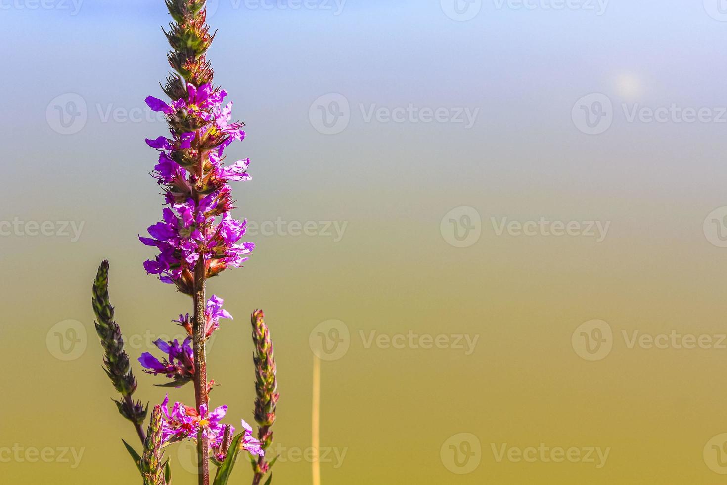 lila rosa rote blumen und pflanzen in der waldnatur deutschland. foto