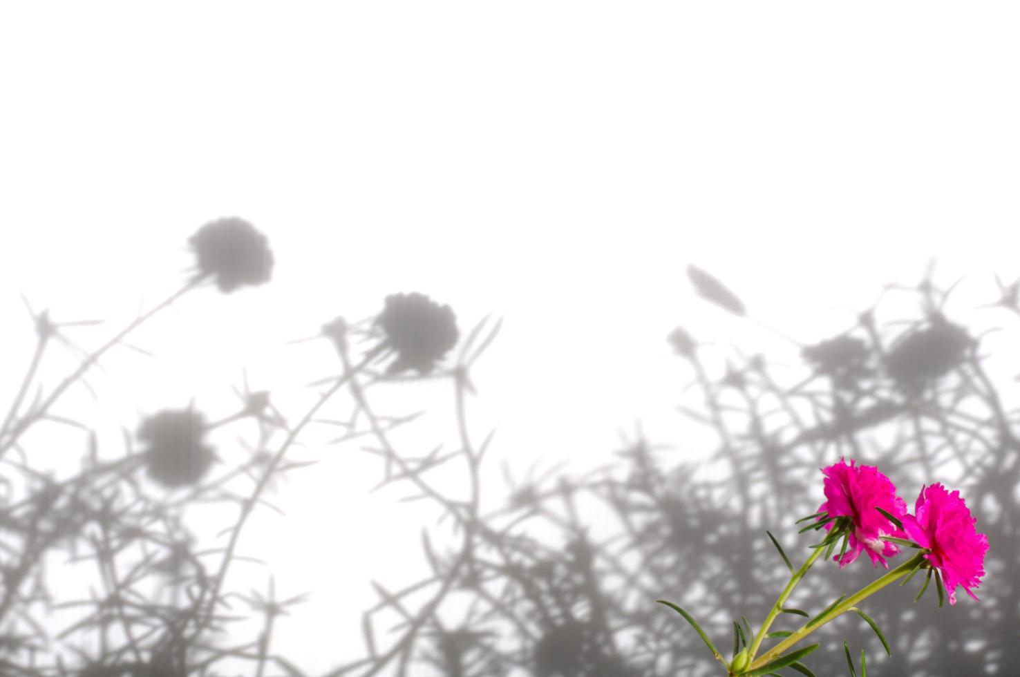 Moosrosenblume oder Portulak, zehn Uhr, Sonnenrose, Portulakblüten mit grünen Blättern, die von der Spitze isoliert auf weißem Hintergrund hängen foto