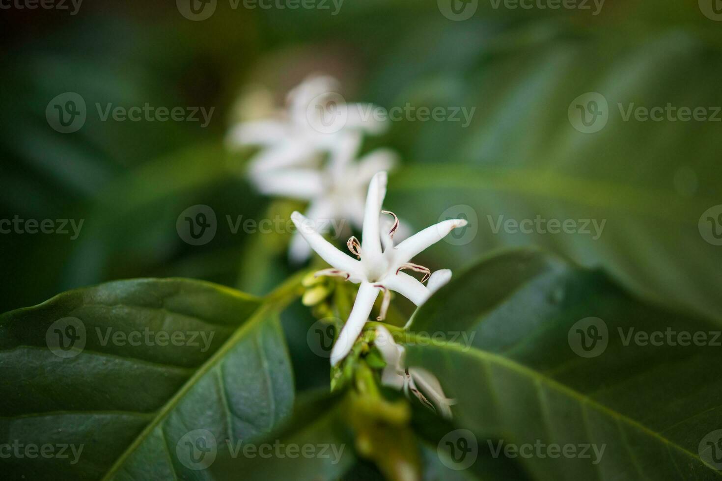 weiße Blume im Kaffeebaum aus nächster Nähe foto