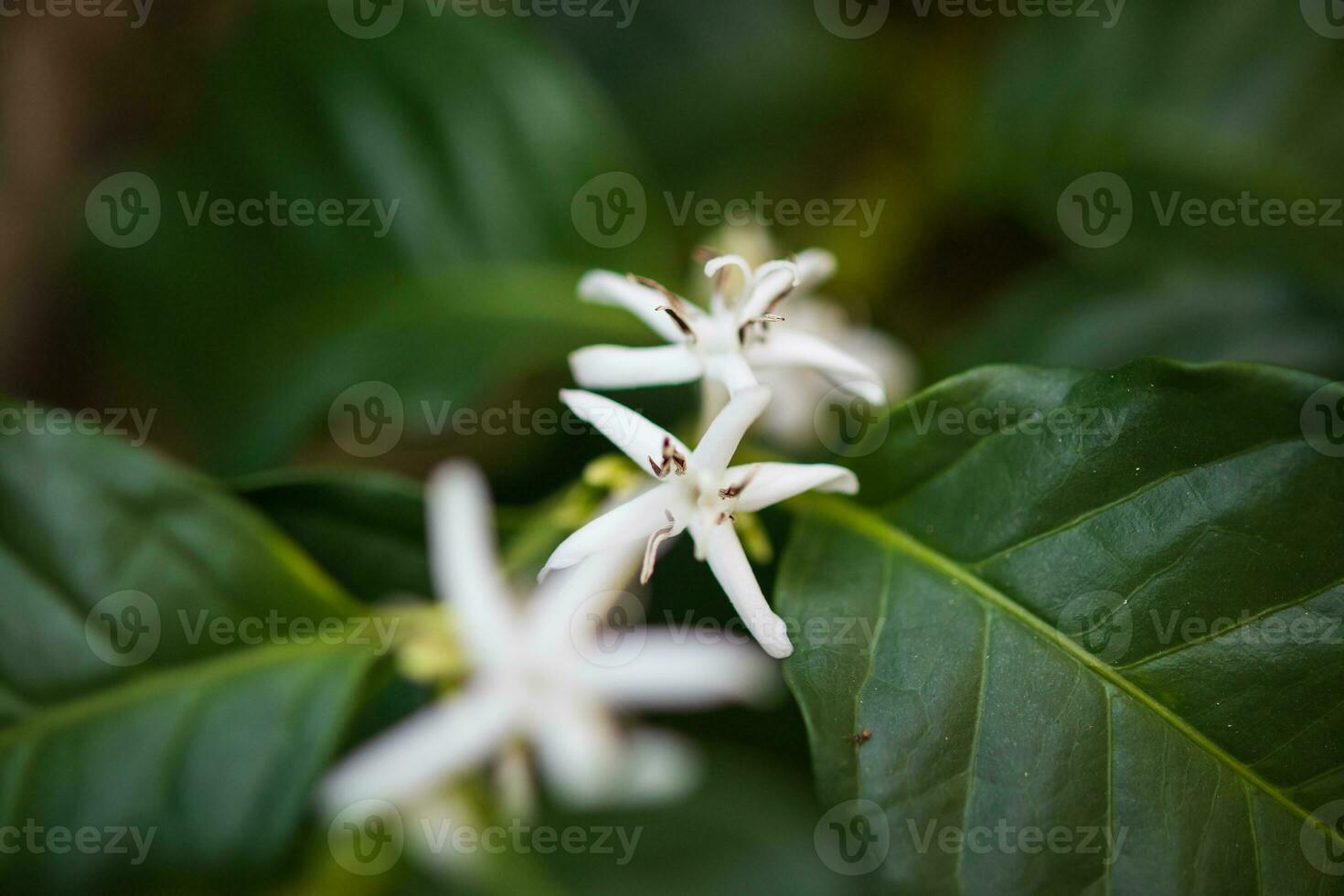 weiße Blume im Kaffeebaum aus nächster Nähe foto