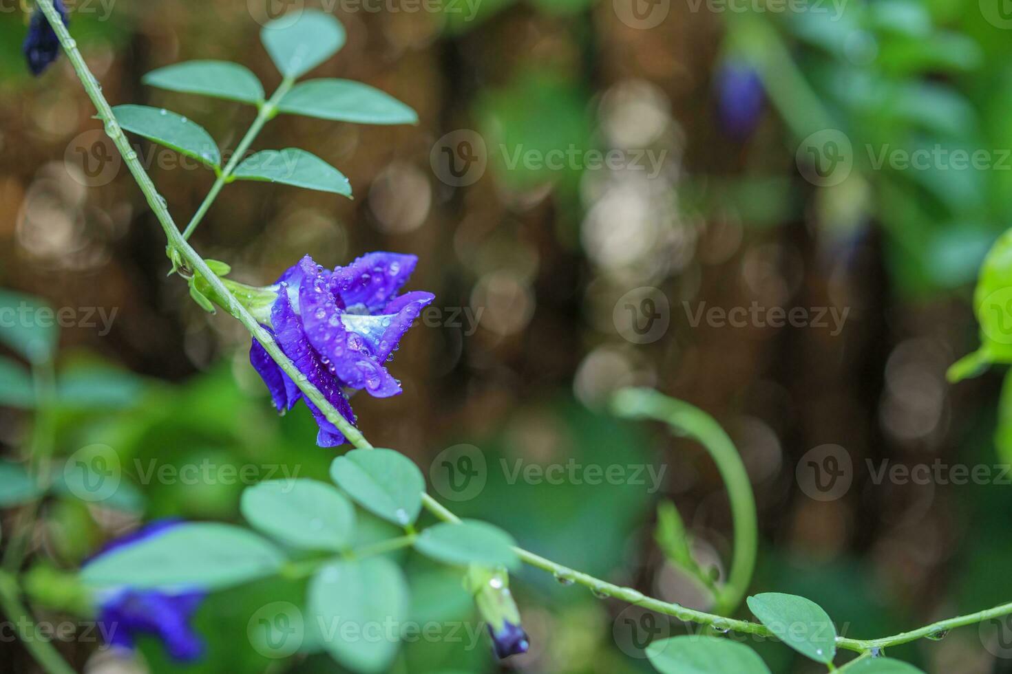 Nahaufnahme blaue Schmetterlingserbsenblume im Garten foto