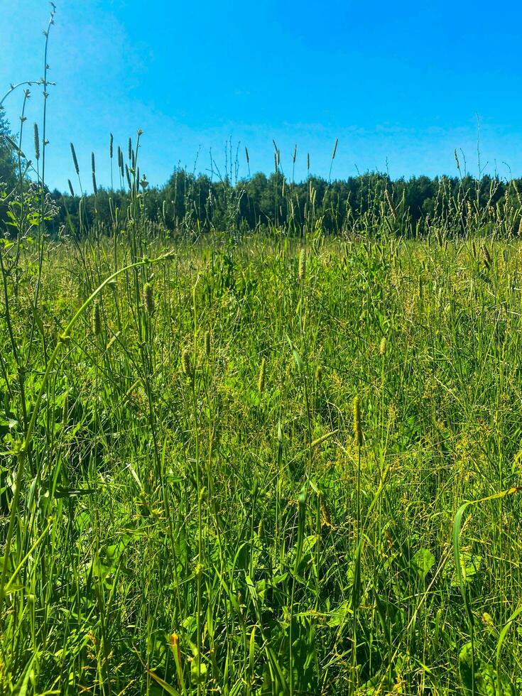 grünes gras und himmel, sommerfotografie. foto