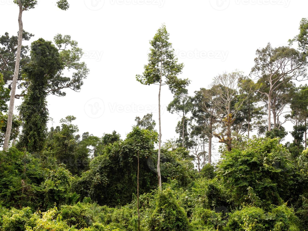 grüner Wald isoliert auf weißem Hintergrund foto
