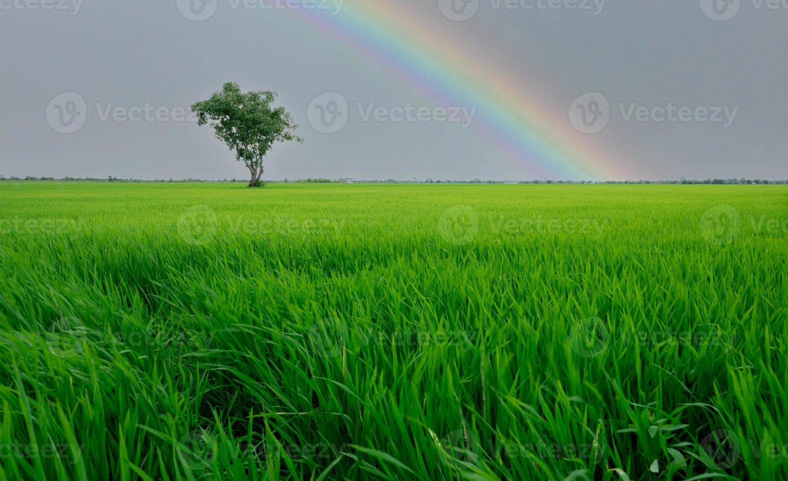 Landschaft aus grünen Reisfeldern mit einem einsamen Baum und einem Regenbogenhimmel. Reisplantage. Grünes Reisfeld. landwirtschaftlicher Bereich. Ackerland in Thailand. Grundstück. Schönheit in der Natur. Grüne Jahreszeit. foto