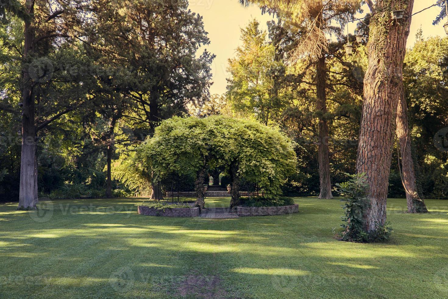 die grüne Natur Hintergrundtextur foto