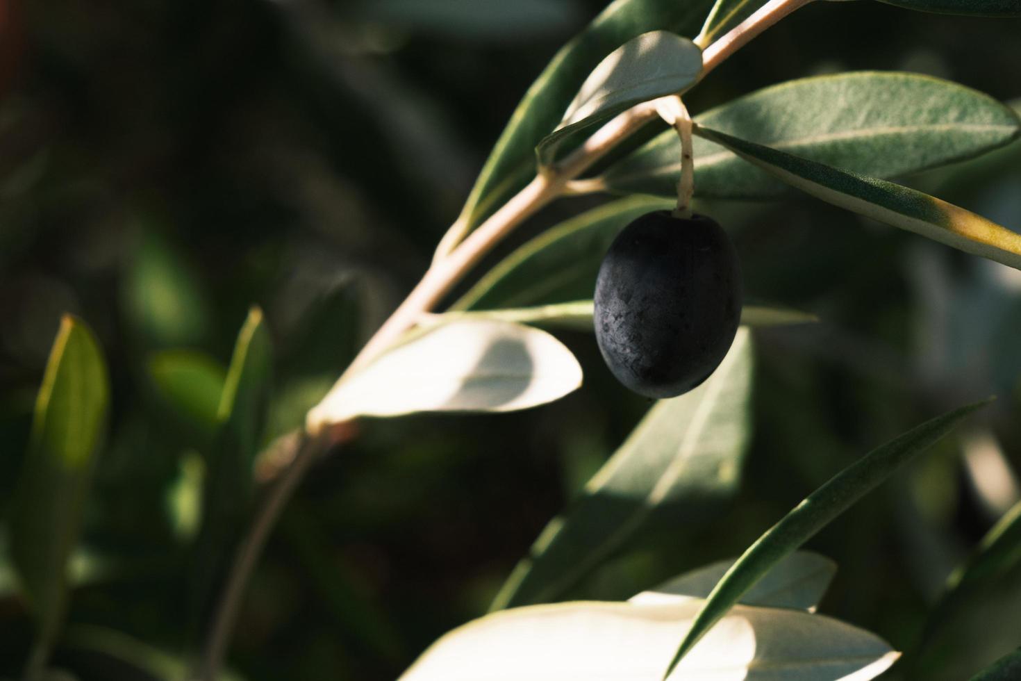 Schwarze Öloliven auf der Zweignahaufnahme, frische Olivenpflanze, reifes Olivenblatt, Laub des immergrünen Baums mit Früchten im Freien, Naturhintergrund. foto