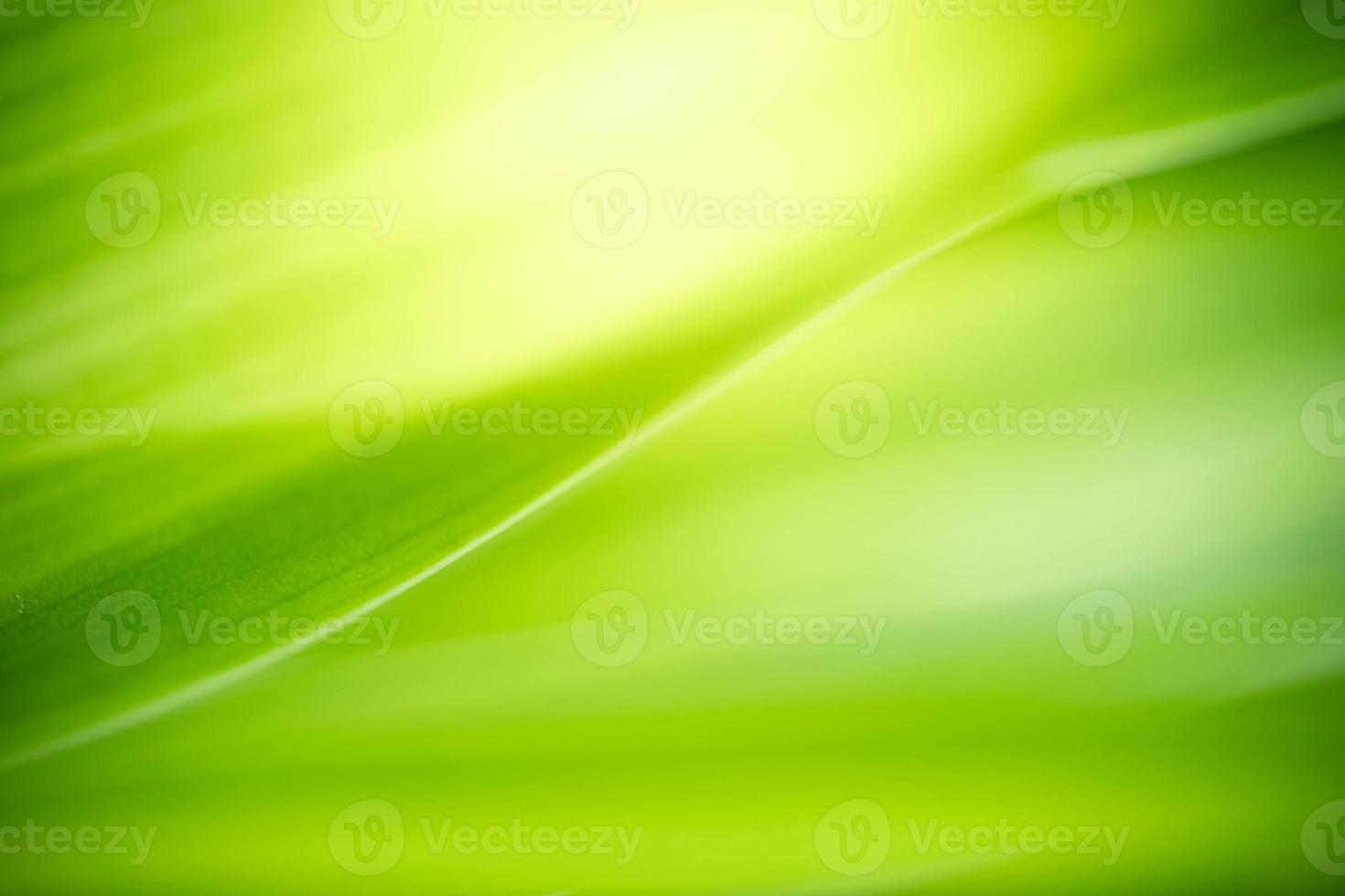 abstrakter Hintergrund Natur des grünen Blattes auf unscharfem grünem Hintergrund im Garten. natürliche grüne Blätter Pflanzen, die als Deckblatt für den Frühlingshintergrund verwendet werden, Grün, Umwelt, Ökologie, lindgrüne Tapete foto