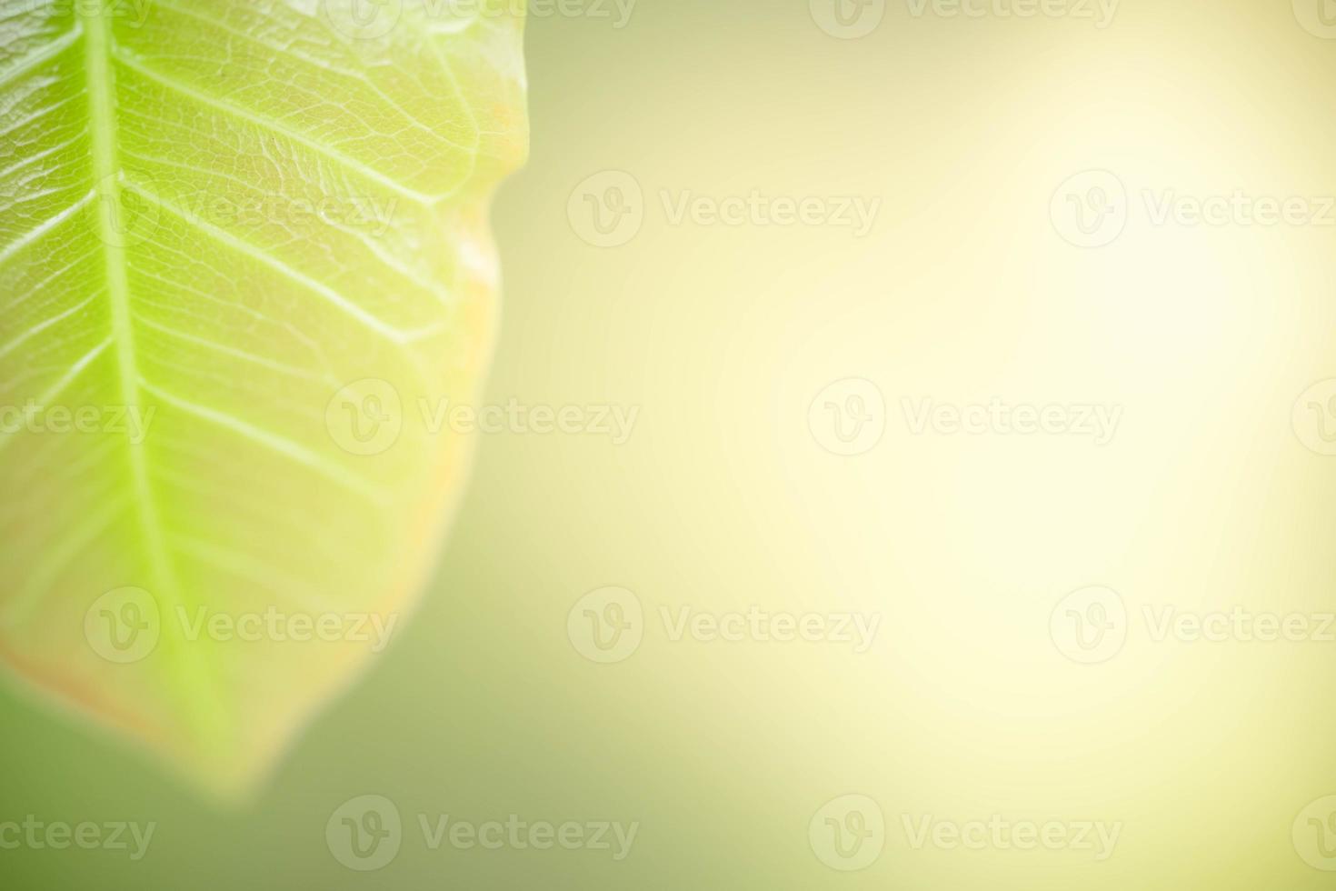 Nahaufnahme der frischen Naturansicht des grünen Blattes auf unscharfem grünem Hintergrund im Garten. natürliche grüne Blätter Pflanzen, die als Deckblatt für den Frühlingshintergrund verwendet werden, Grün, Umwelt, Ökologie, lindgrüne Tapete foto