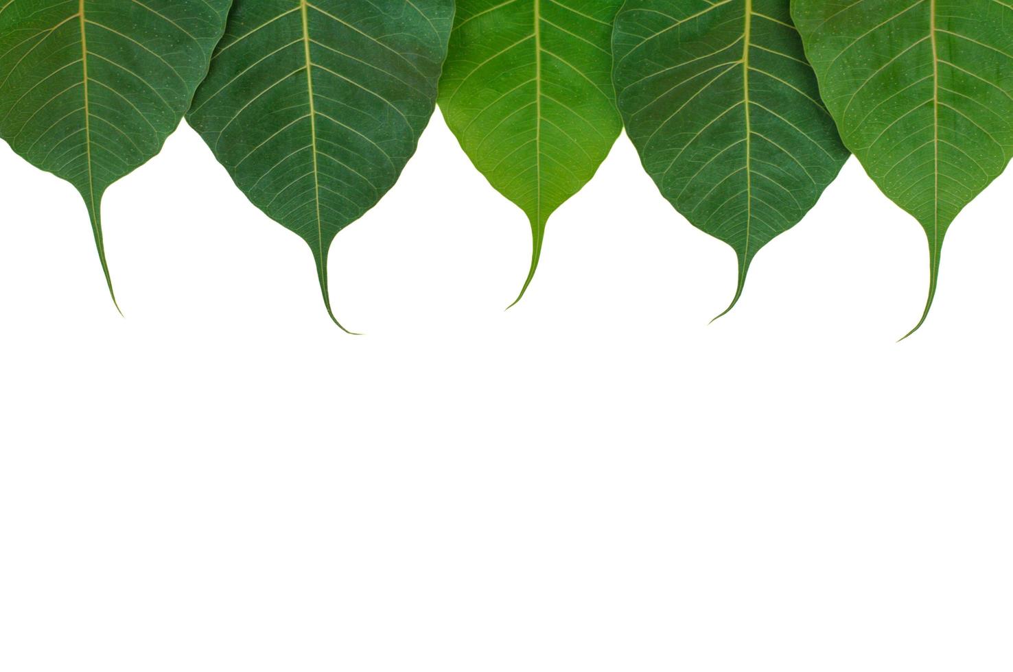 Das grüne Bodhi-Blatt, das von oben herunterhängt, isoliert auf weißem Hintergrund foto
