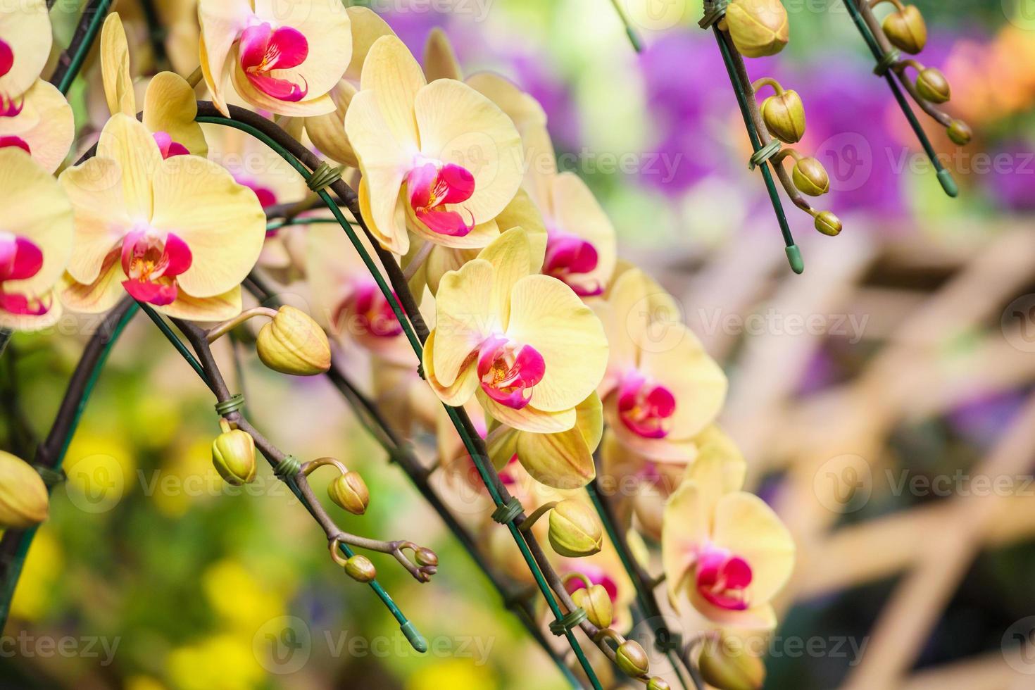 schöne Phalaenopsis-Orchideenblume, die im Blumenhintergrund des Gartens blüht foto