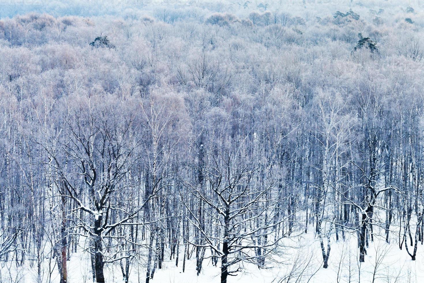 kalte blaue Morgendämmerung über verschneitem Wald im Winter foto