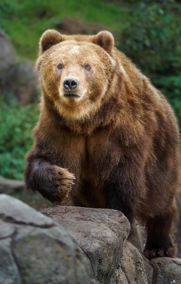 Kamtschatka Braunbär foto