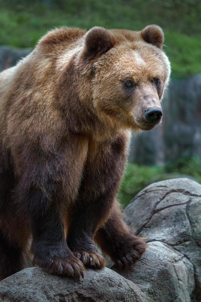 Kamtschatka Braunbär foto