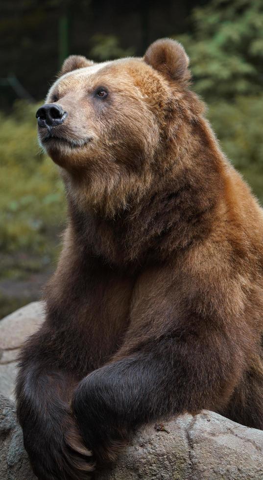 Kamtschatka Braunbär foto