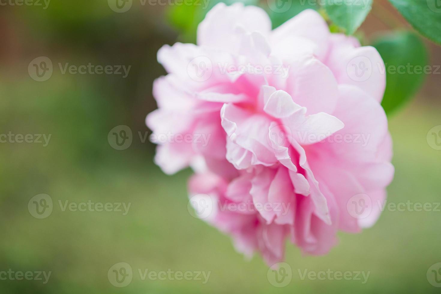 schöne bunte rosa rosen blühen im garten foto