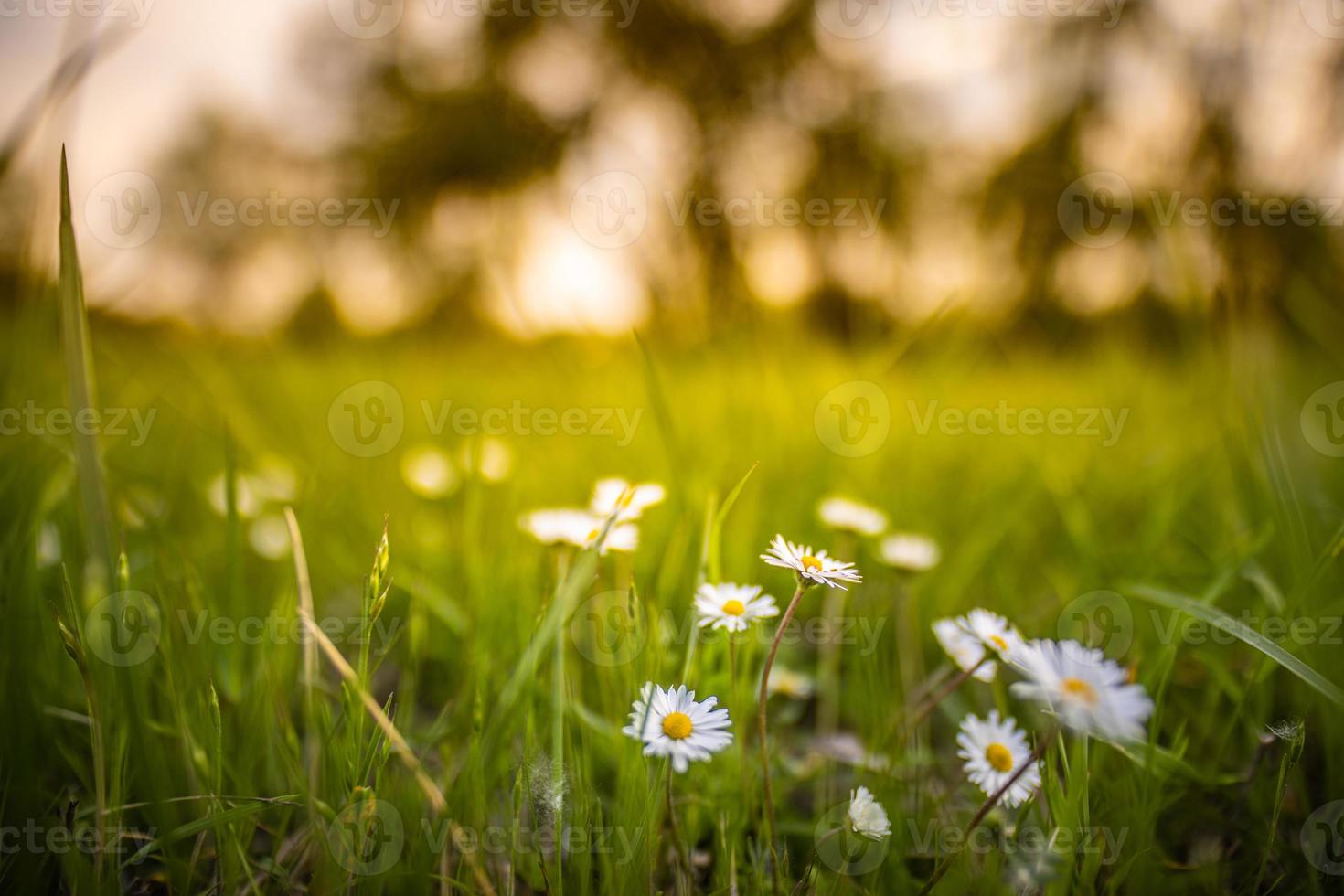 schöne landschaft landschaft, nahaufnahme löwenzahn natur sonnenuntergang. entspannende, friedlich blühende Frühlingsblumen. Wiesenfeld, Morgensonne, weiche grüne blaue Farben. sonniges Laub im Park oder Garten foto