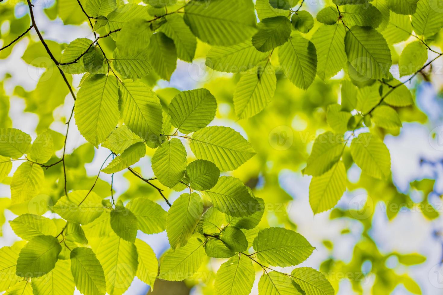 grüne Blätter Hintergrund. schöne natur des grünen blattes im garten im sommer. natürliche grüne Blätter Pflanzen, die als Frühlings-Sommer-Frische-Hintergrund-Deckblatt-Grün-Umwelt-Ökologie-Tapete verwendet werden foto