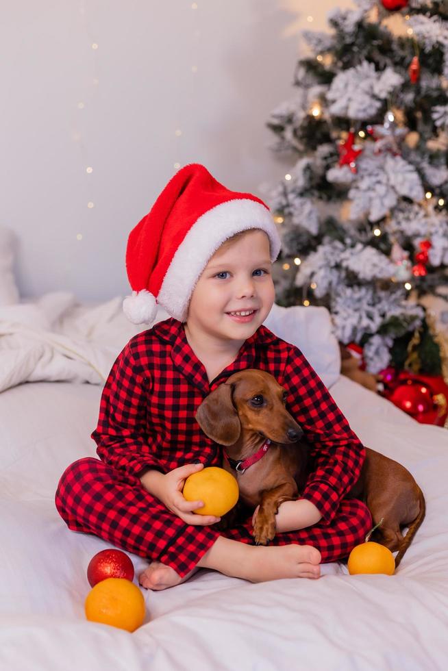 glücklicher kleiner junge im bett umarmt einen dackelhund und isst mandarinen für das neue jahr. gemütlicher weihnachtsmorgen foto