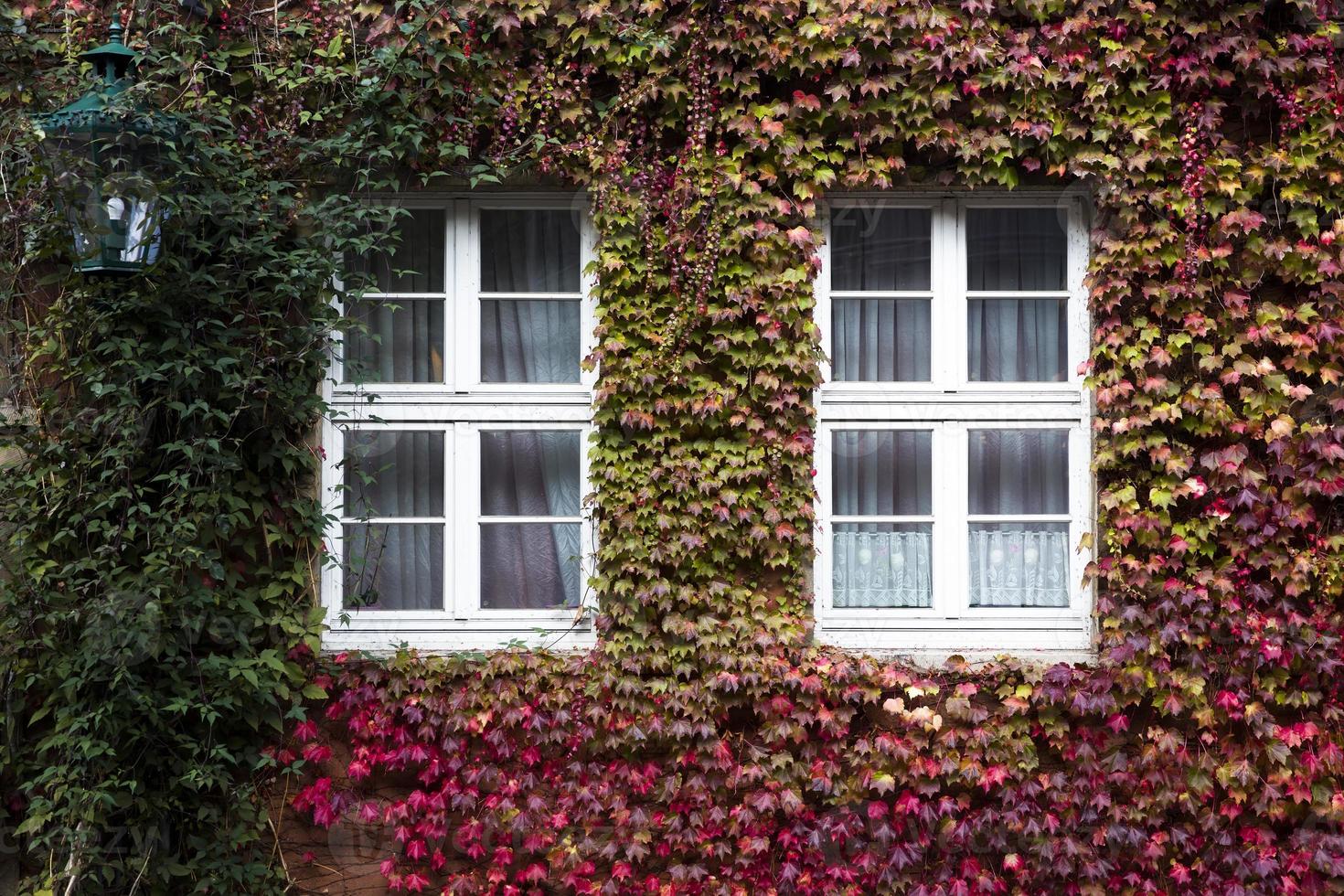 Efeublätter im Herbst foto