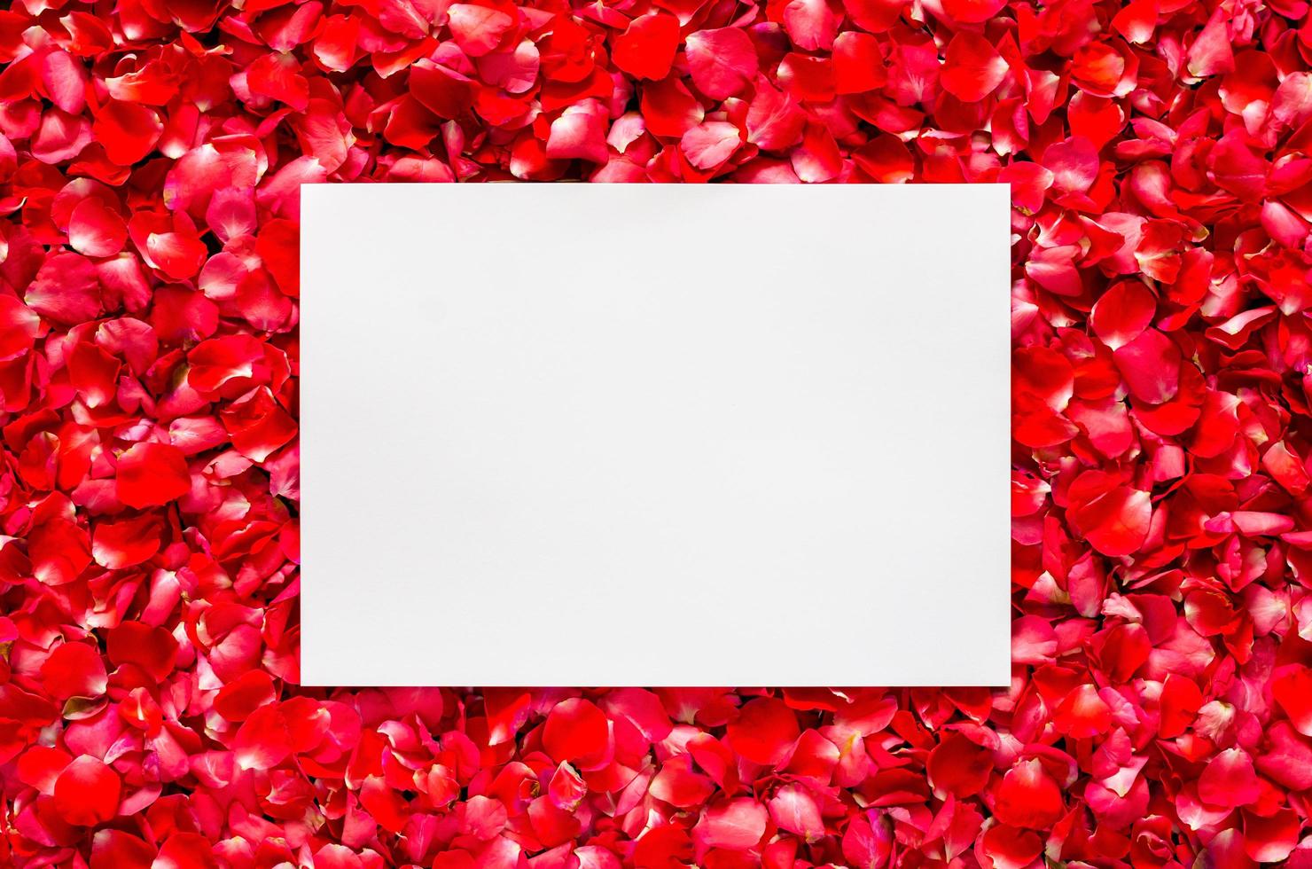 Blumenhintergrund der roten Rosenblätter mit leerem Leerraum für Text. valentinstag und liebeskonzept. foto