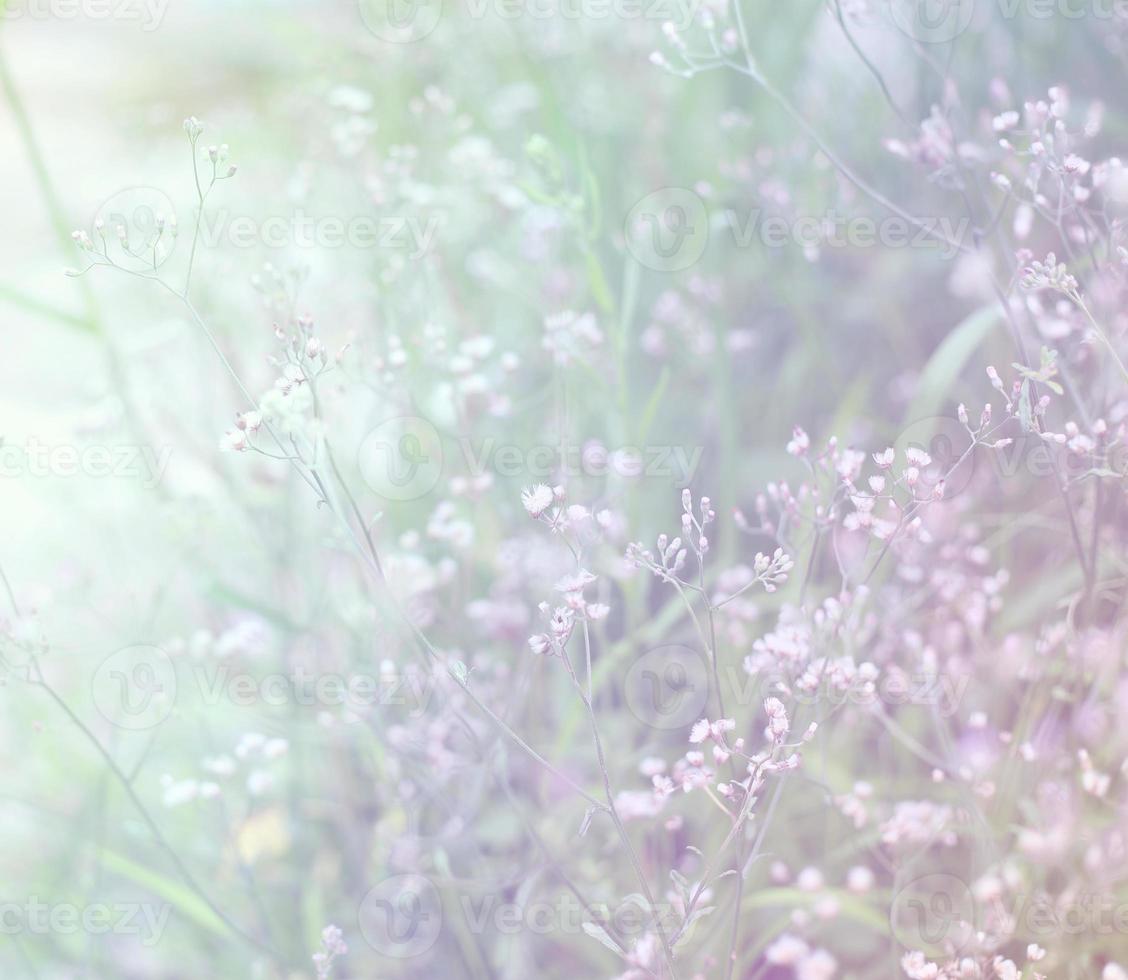 schöne verschwommene grasblume am bewölkten morgen foto