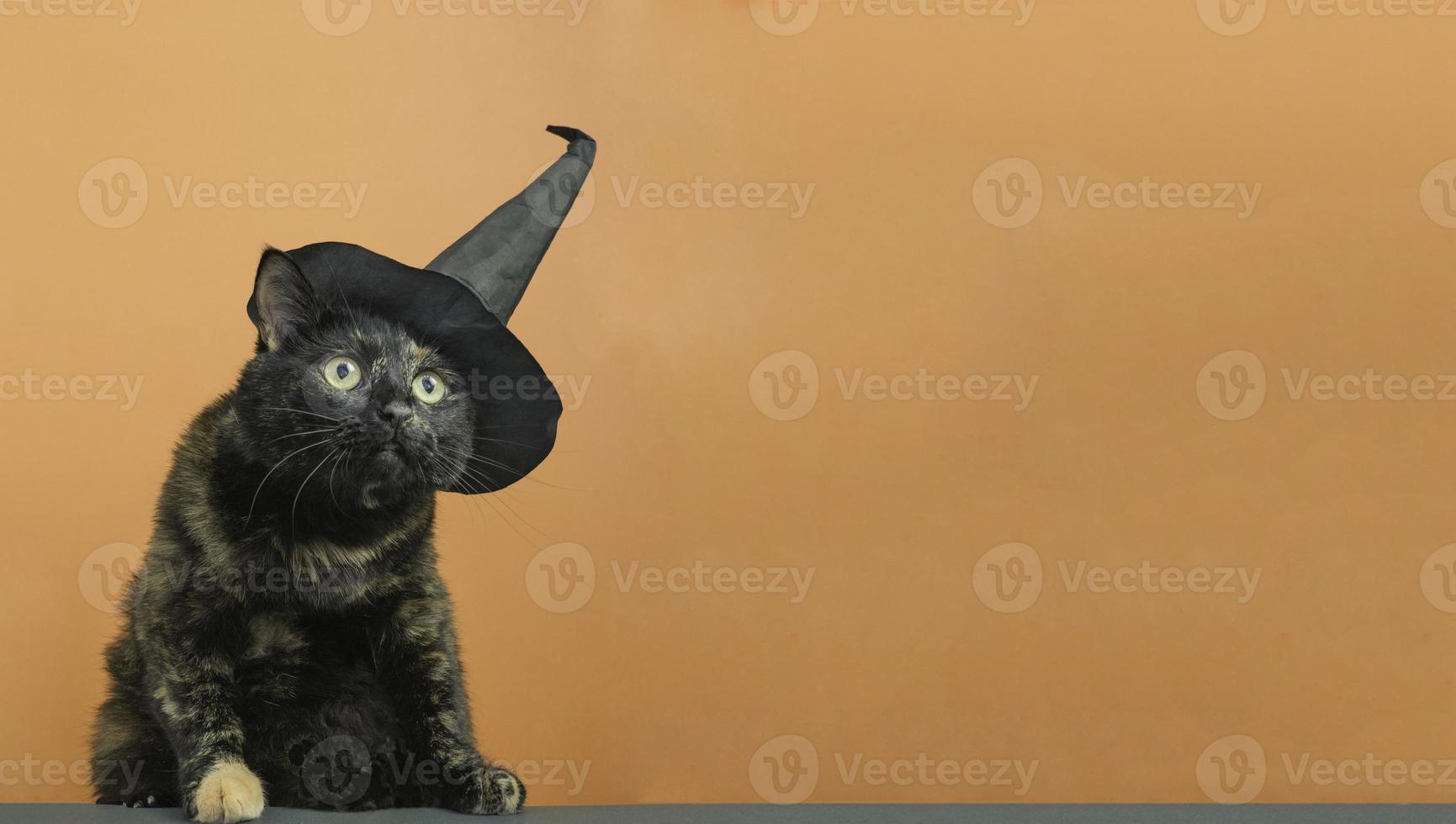 lustige schwarze mehrfarbige katze in einem schwarzen hut zum thema einer hexe für halloween auf einem orangefarbenen hintergrund mit einem platz für den text. foto