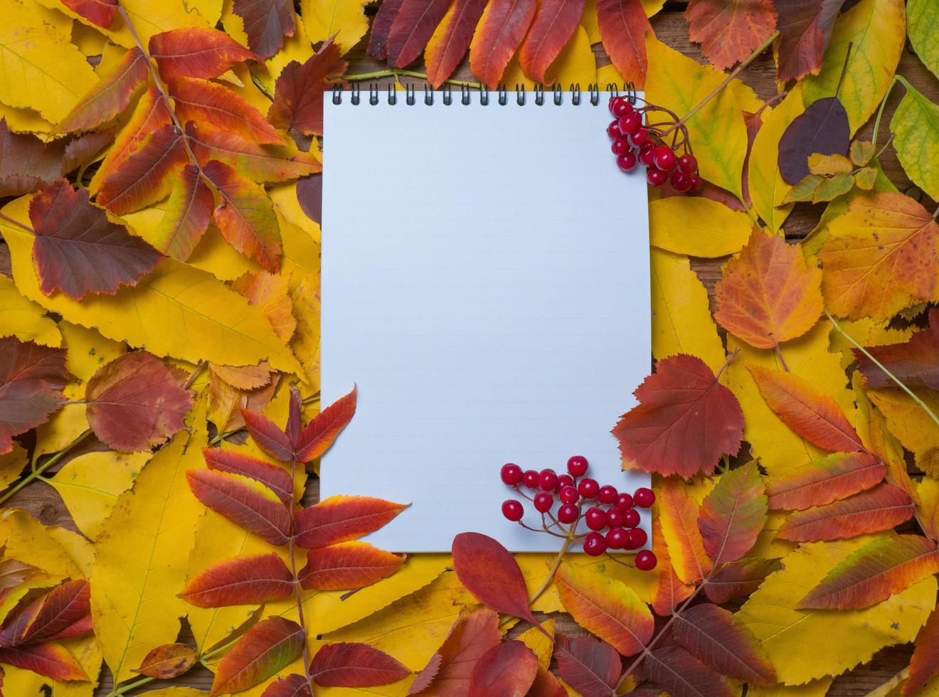 Draufsicht auf ein Notizbuch mit leuchtend bunten Herbstblättern. bunte Blätter und leere Tagebuchseiten und ein Bündel roter Beeren. herbstlayout, kopierraum, bildungskonzept. foto