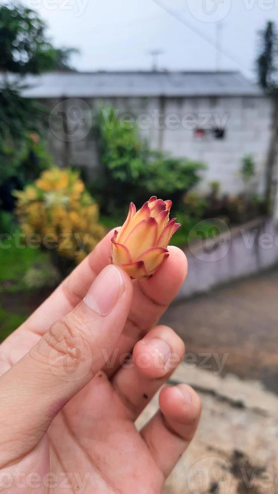 Drachenfruchtblumen, die fallen und nicht blühen foto