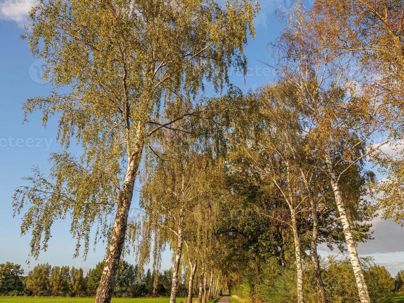 herbstzeit bei borken in westfalen foto