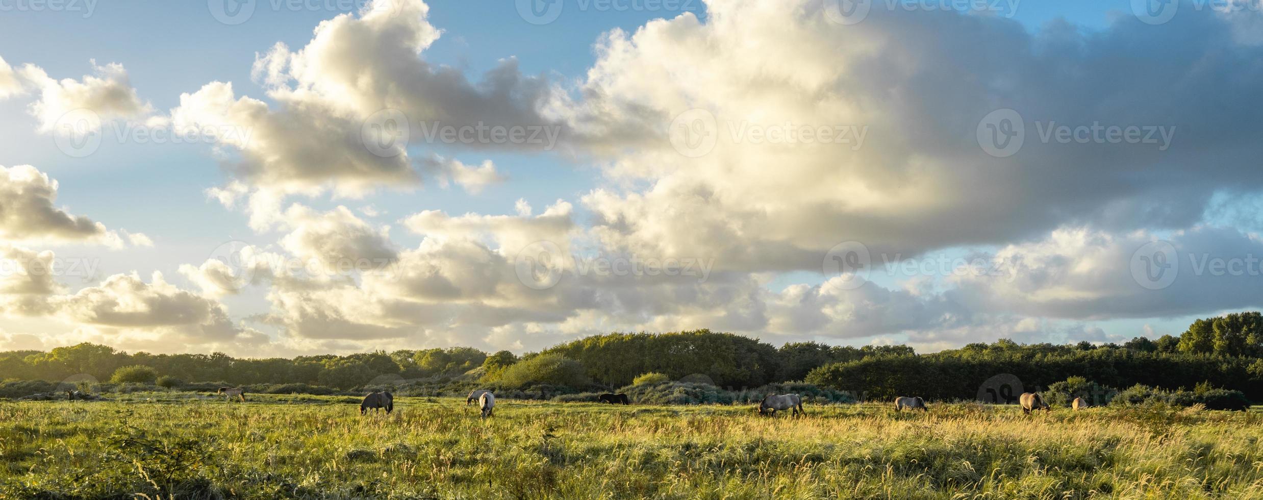 Wildpferde auf den Feldern in Wassenaar in den Niederlanden. foto