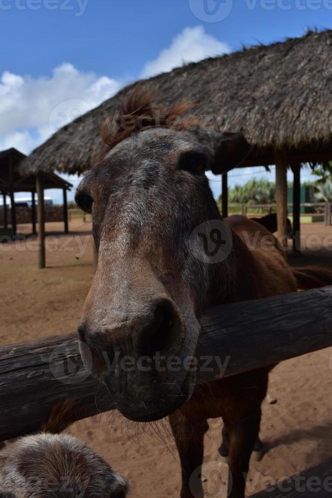 neugieriges braunes pferd, das in aruba nach vorne greift foto