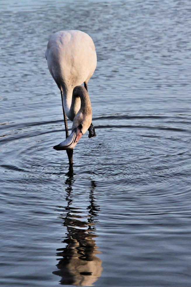 eine Nahaufnahme eines Flamingos foto