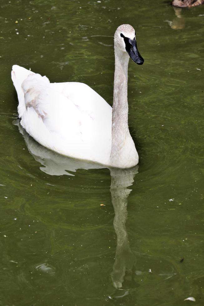 ein Blick auf einen Trompeterschwan foto