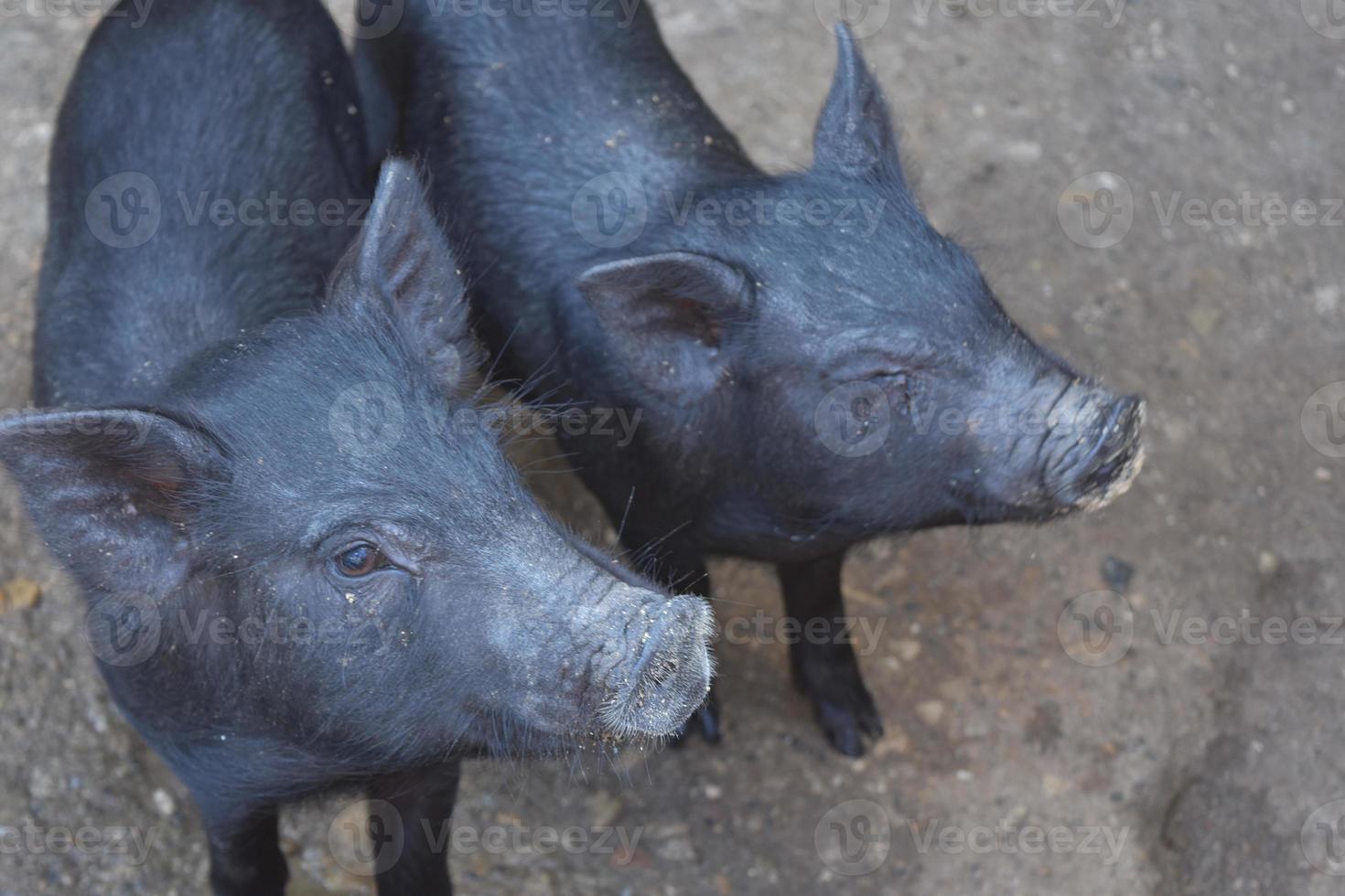 Paar schwarze Schweine, die mit ihren Schnauzen nach oben blicken foto