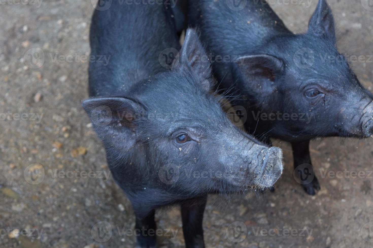 Paar schwarze Ferkel mit niedlichen schwarzen Nasen foto