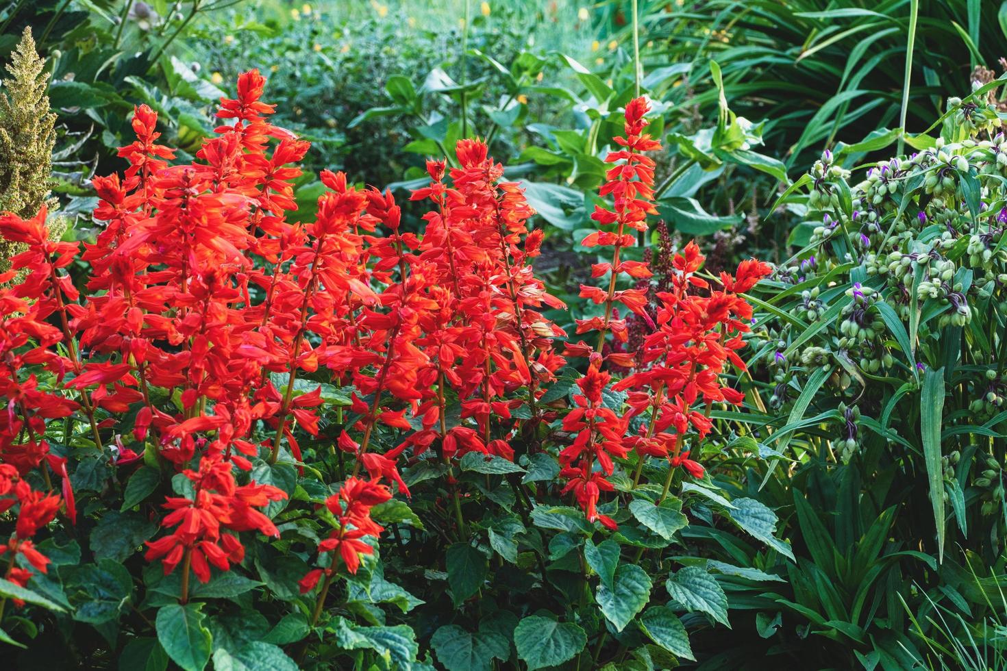 salvia splendens vista rote auffällige blumen im garten, scharlachroter salbei, der im blumenbeet blüht foto