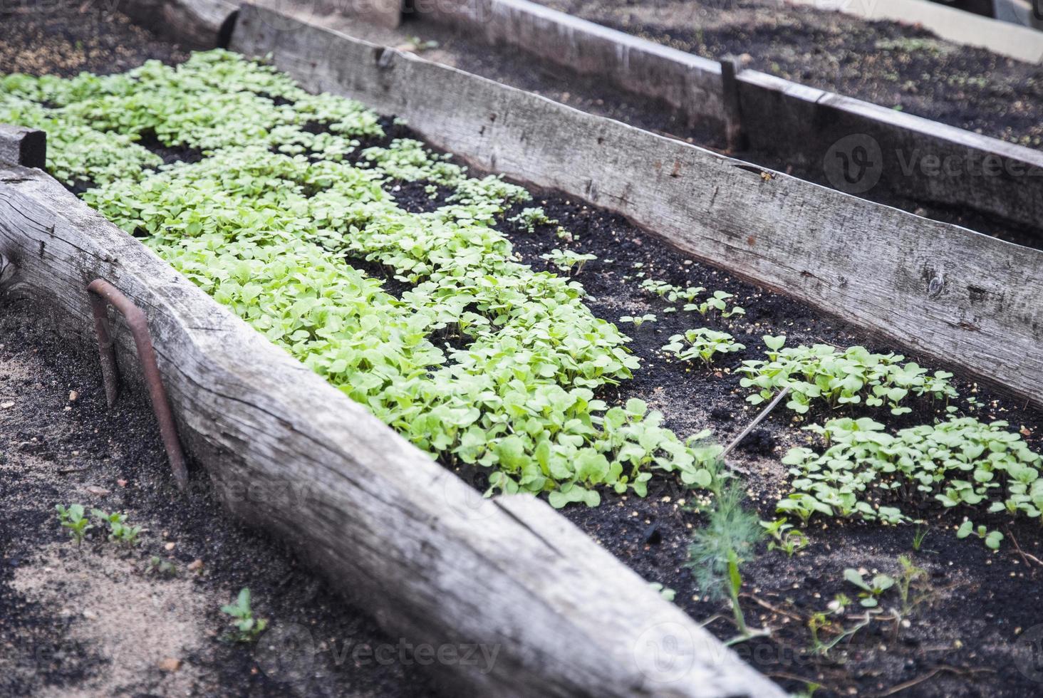 sinapis alba sämlinge im gartenbett, weiße senfpflanzen, die als gründünger und dünger wachsen foto