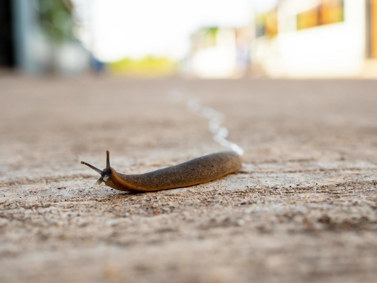 Die Schnecke bewegte sich langsam auf der Straße vorwärts. foto