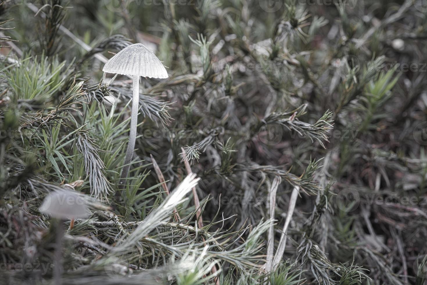 ein filigraner kleiner pilz auf moos mit lichtpunkt im wald. Waldboden. Makro foto