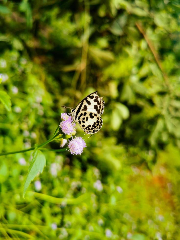 Schwarz-Weiß-Schmetterling thront auf einer Blume schöne Natur foto