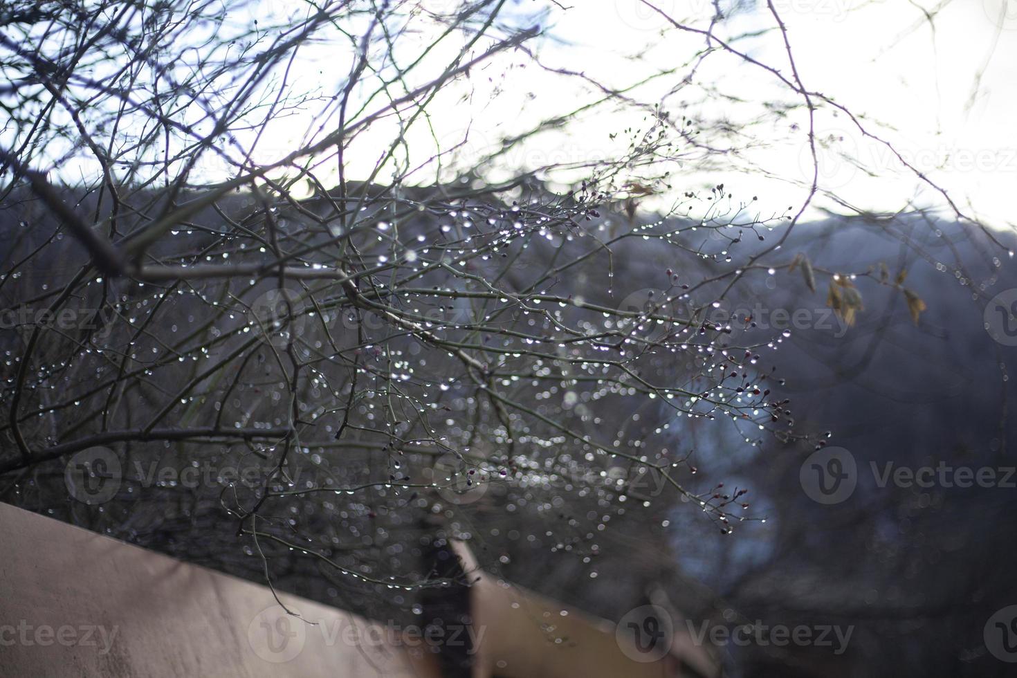 Wassertropfen auf den Zweigen einer Pflanze. früher Frühling. unscharfer Hintergrund. Wetter nach dem Regen. foto